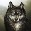 Wolf_72