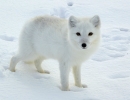 ArcticFox
