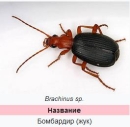 Brachinus
