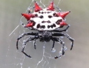Araneae